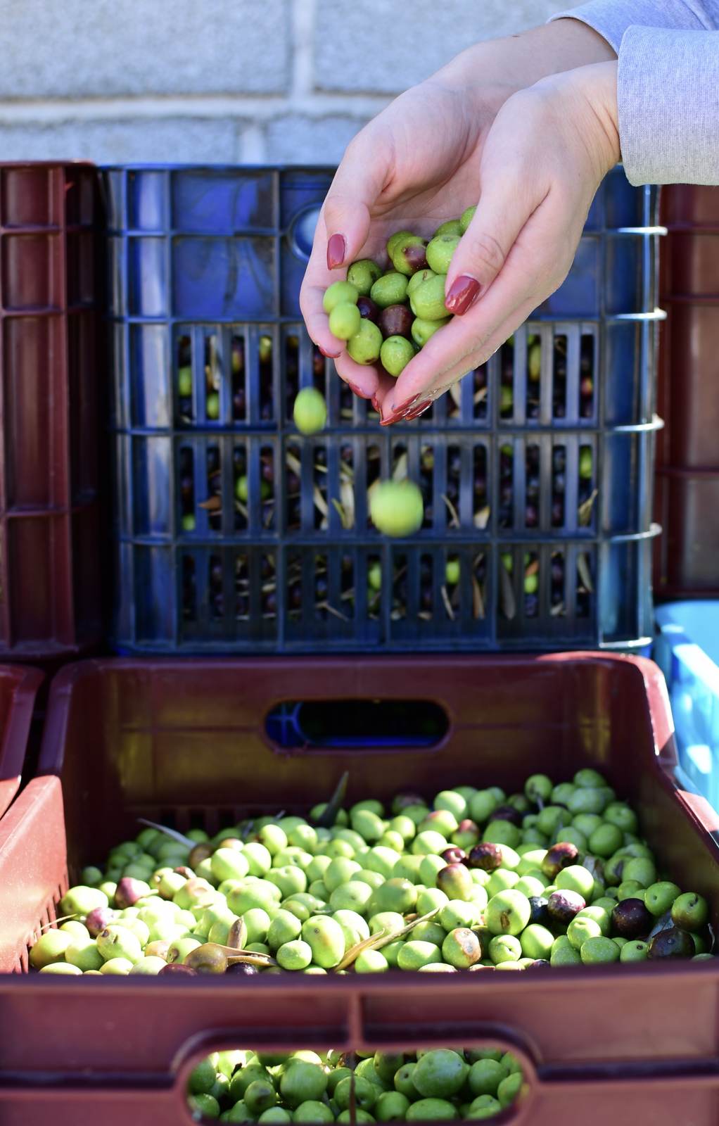 Hands holding fresh olives during harvest