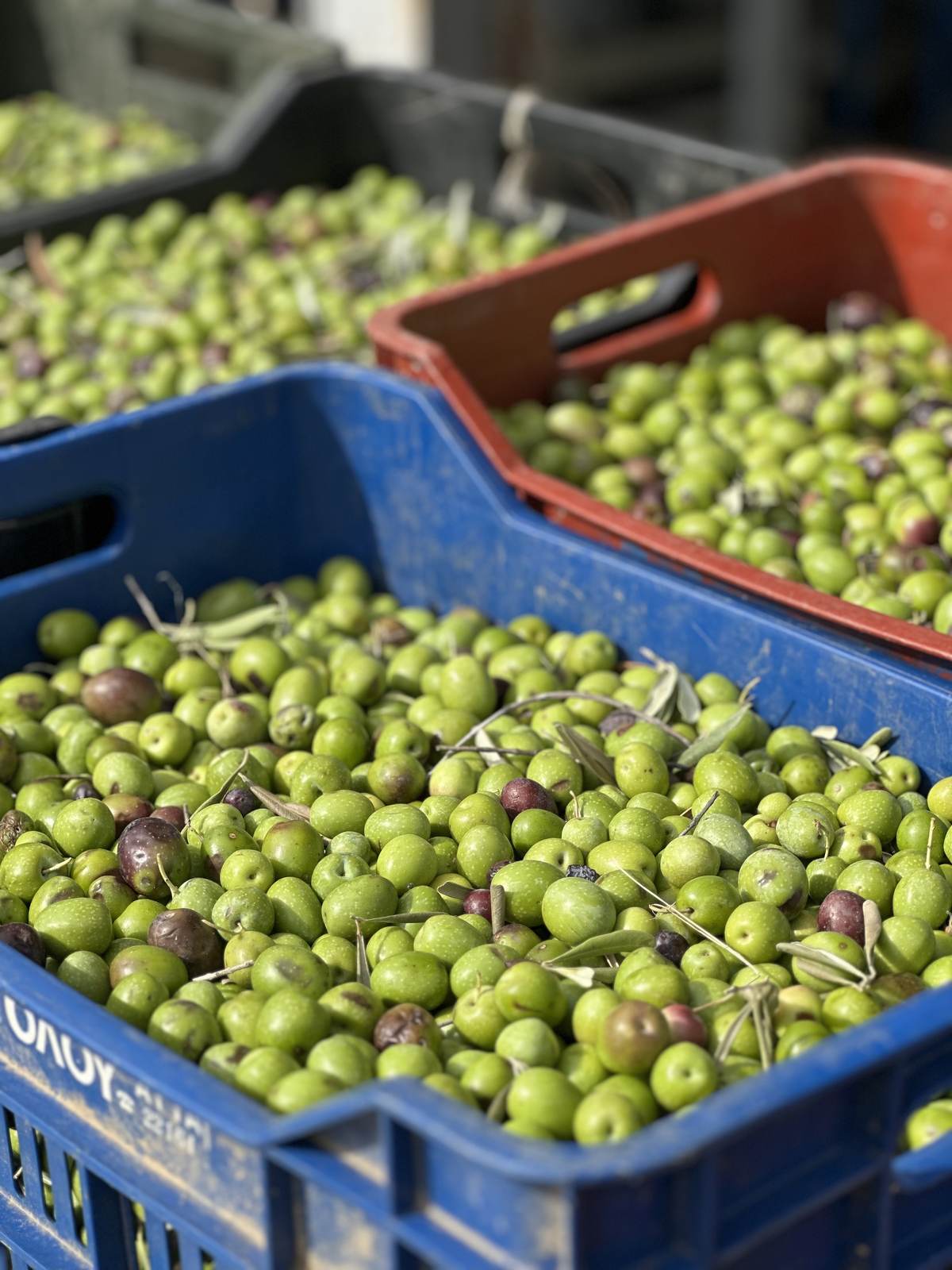 Fresh olives in crates at the olive mill